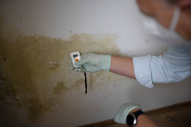 Best Industrial Mold Remediation in Brookfield Center, OH