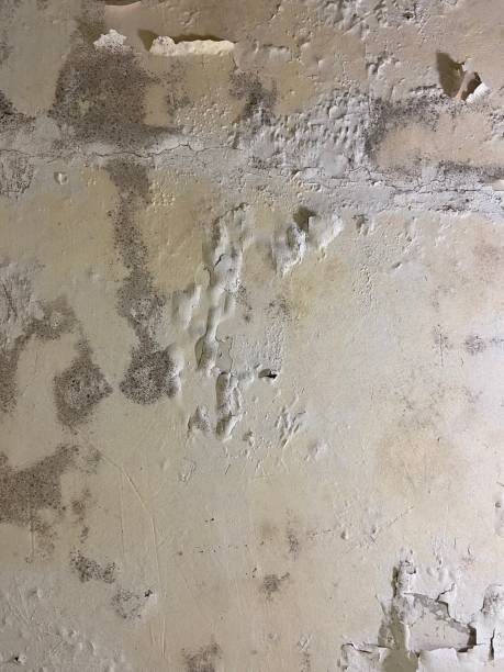 Best Residential Mold Remediation in Brookfield Center, OH