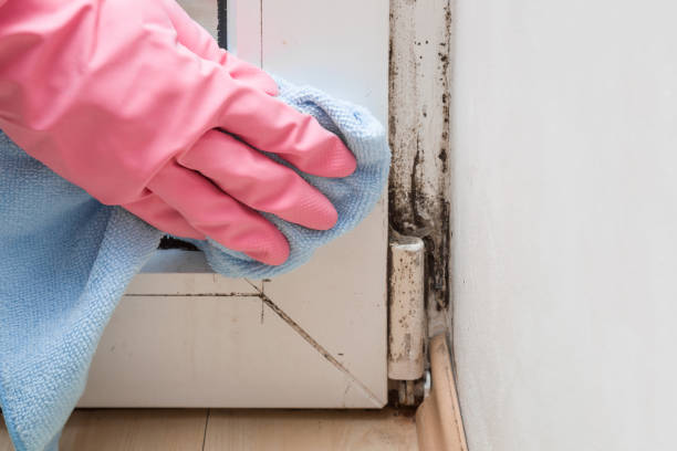 Best Basement Mold Remediation in Brookfield Center, OH
